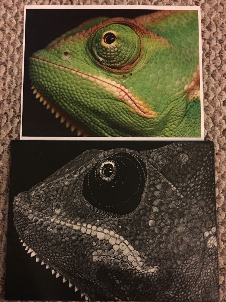 Chameleon 2017 2