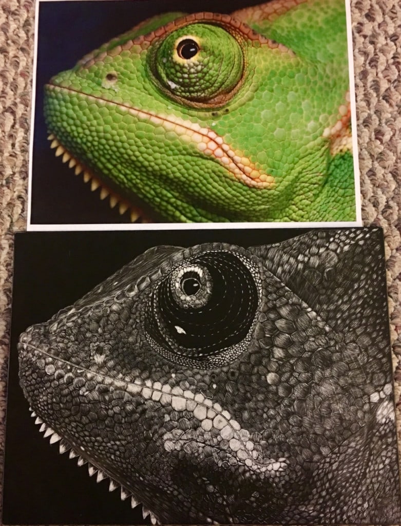 Chameleon 2017 3